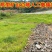 狗牙根种子矮生耐践踏免修剪根系发达固土固沙防塌