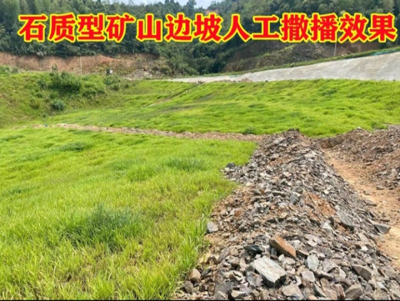 狗牙根种子矮生耐践踏免修剪根系发达固土固沙防塌