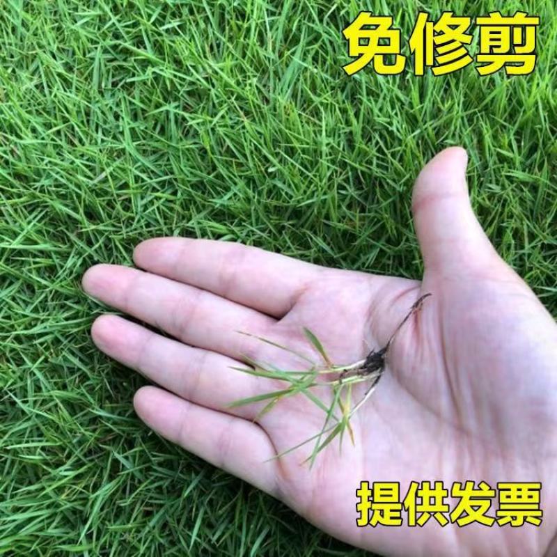狗牙根种子矮生耐践踏免修剪根系发达固土固沙防塌