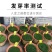 狗牙根种子矮生耐践踏免修剪根系发达固土固沙防塌