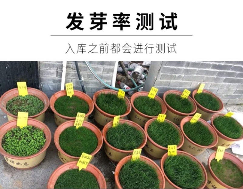 狗牙根种子矮生耐践踏免修剪根系发达固土固沙防塌