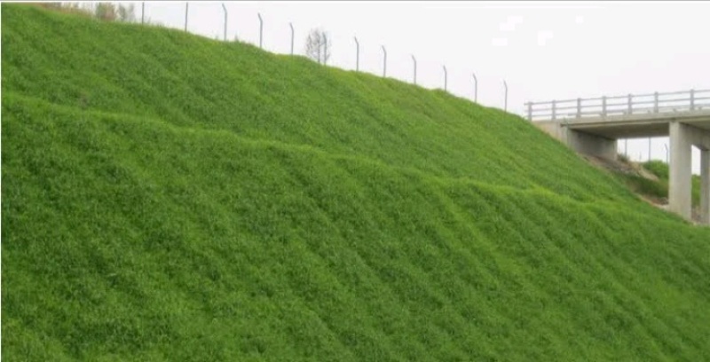 狗牙根种子矮生耐践踏免修剪根系发达固土固沙防塌