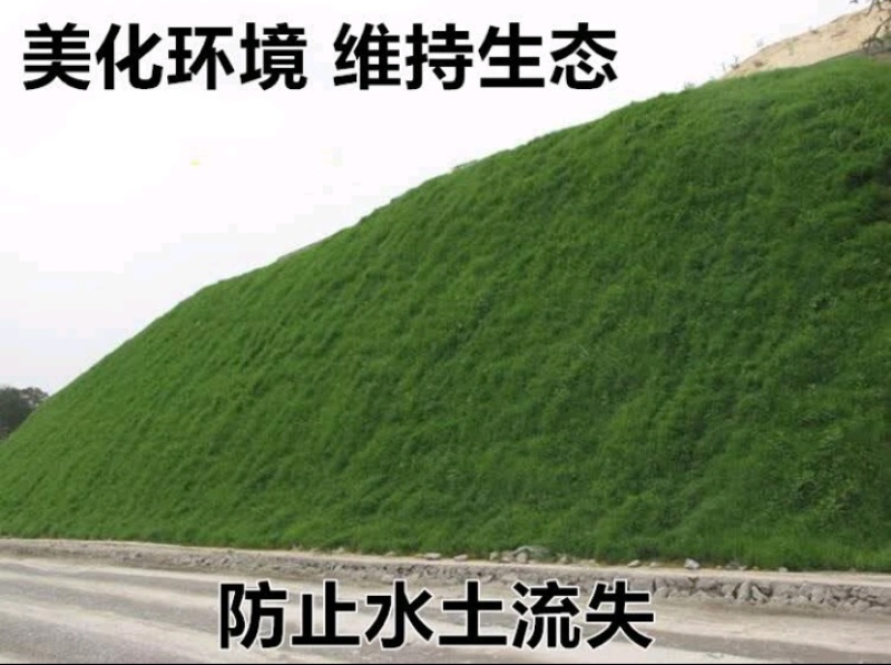 狗牙根种子矮生耐践踏免修剪根系发达固土固沙防塌