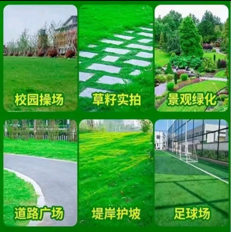 狗牙根种子矮生耐践踏免修剪根系发达固土固沙防塌