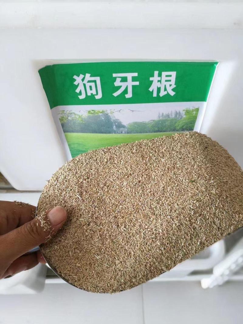 狗牙根种子矮生耐践踏免修剪根系发达固土固沙防塌