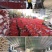 狗牙根种子矮生耐践踏免修剪根系发达固土固沙防塌