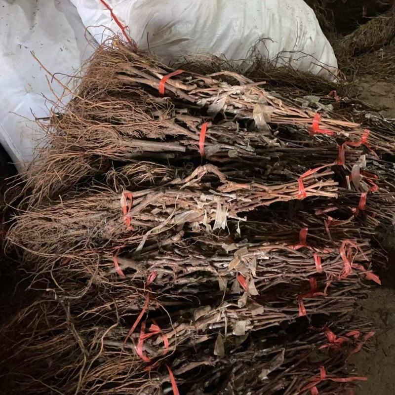 葡萄苗品种夏黑巨峰蓝宝石妮娜皇后，金手指，贝达