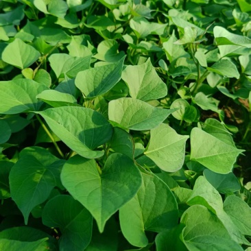陕西渭南秦薯5号脱毒薯苗自有成熟育苗基地欢迎咨询