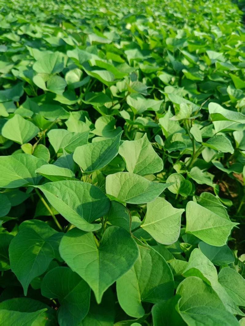 陕西渭南秦薯5号脱毒薯苗自有成熟育苗基地欢迎咨询