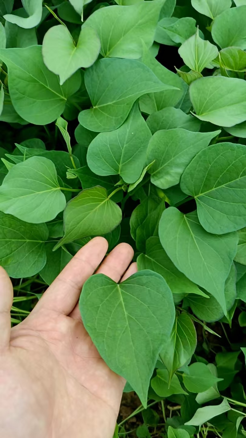 陕西渭南秦薯5号脱毒薯苗自有成熟育苗基地欢迎咨询