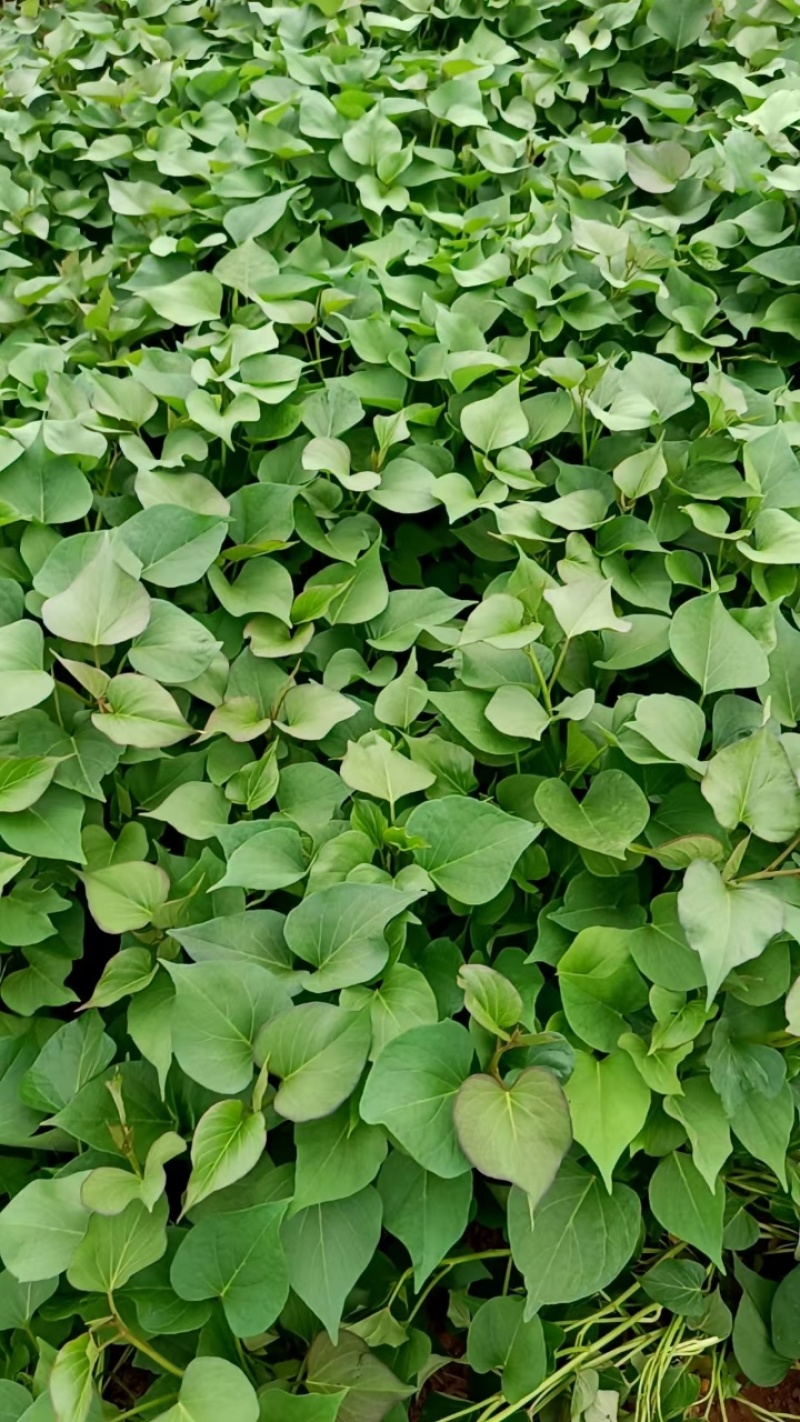 陕西渭南秦薯5号脱毒薯苗自有成熟育苗基地欢迎咨询