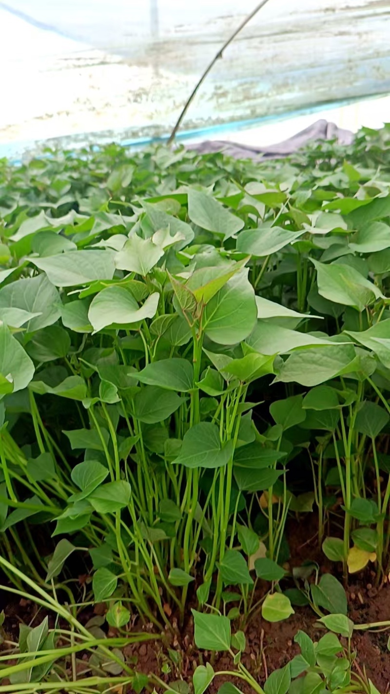 陕西渭南秦薯5号脱毒薯苗自有成熟育苗基地欢迎咨询