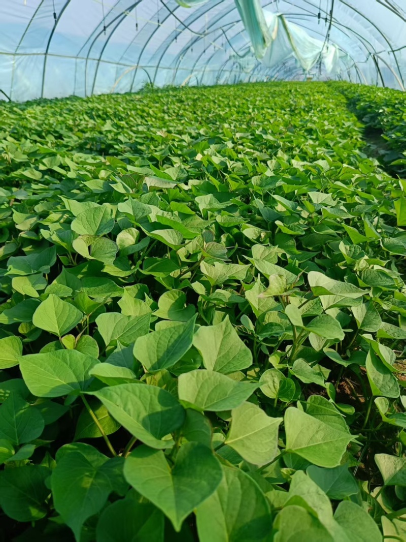 陕西渭南秦薯5号脱毒薯苗自有成熟育苗基地欢迎咨询