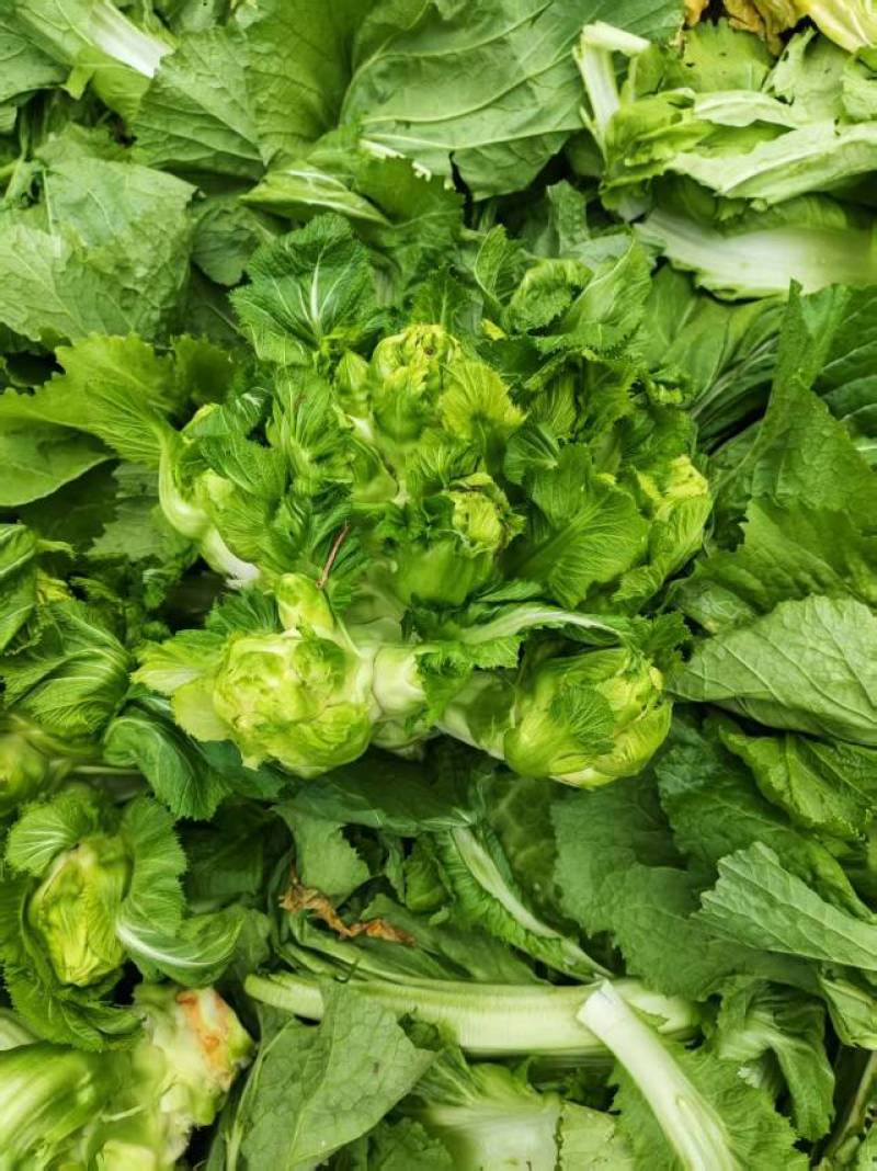 云南昆明精品儿菜