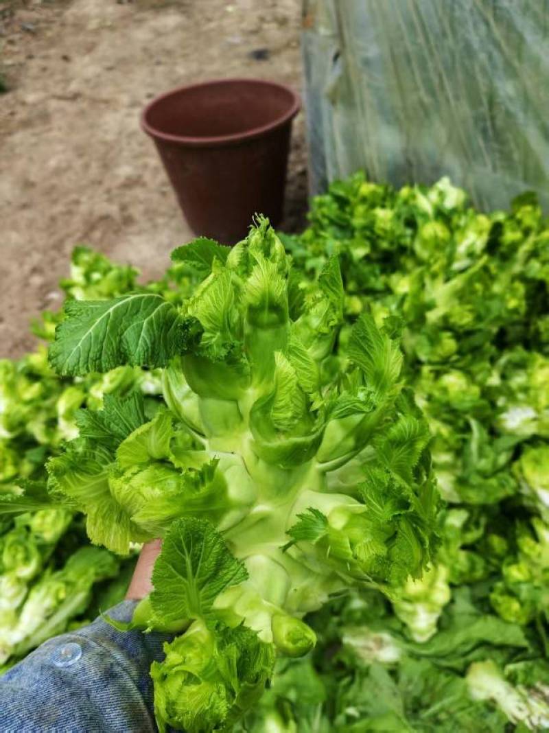云南昆明精品儿菜