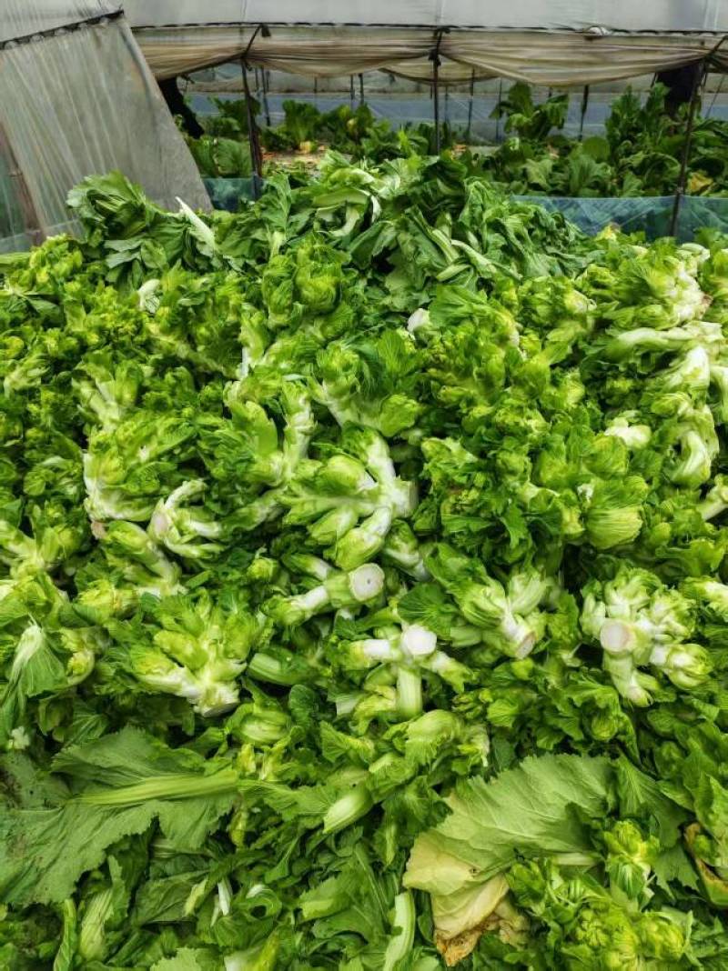 云南昆明精品儿菜