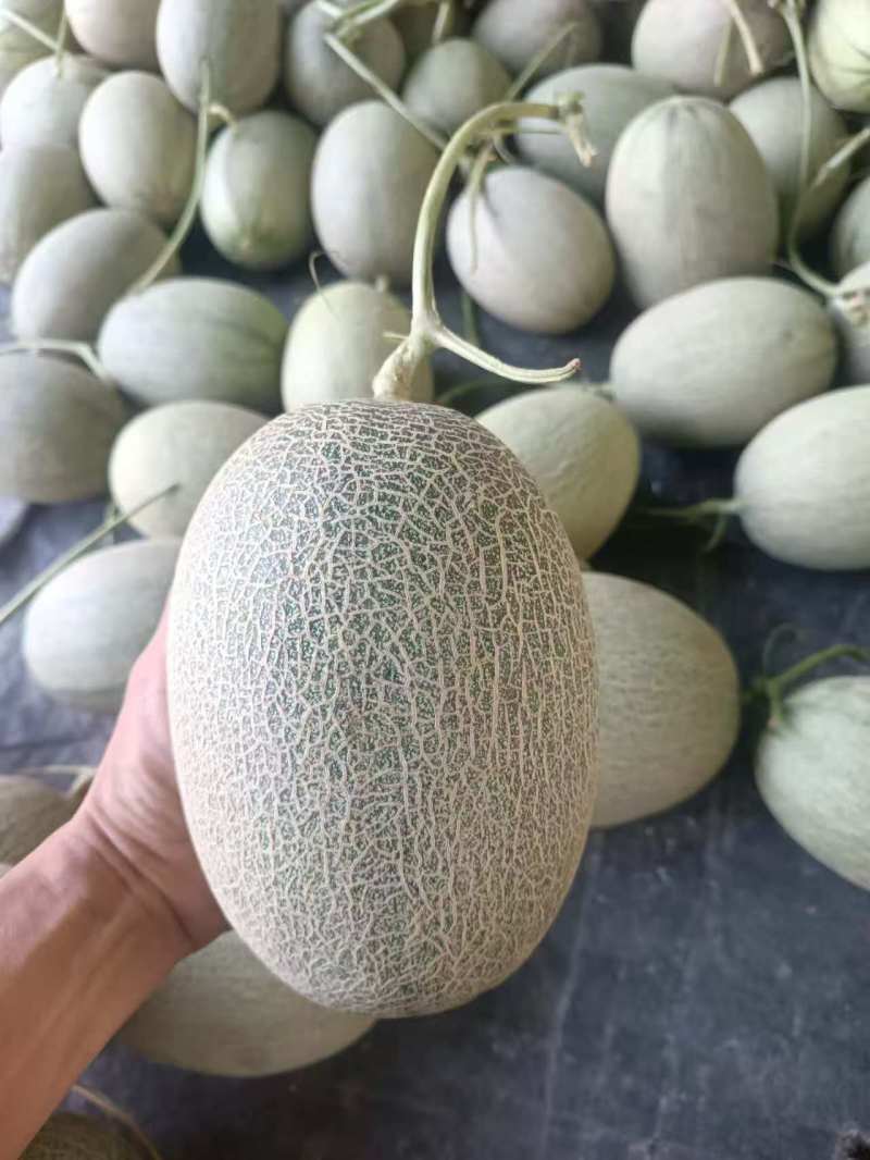 晓密二十五号货源充足，产地直发