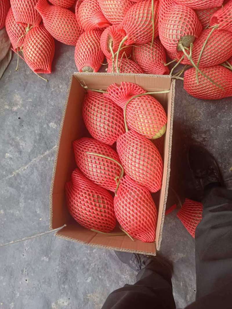 晓密二十五号货源充足，产地直发