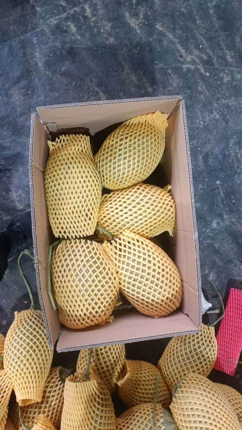 晓密二十五号货源充足，产地直发