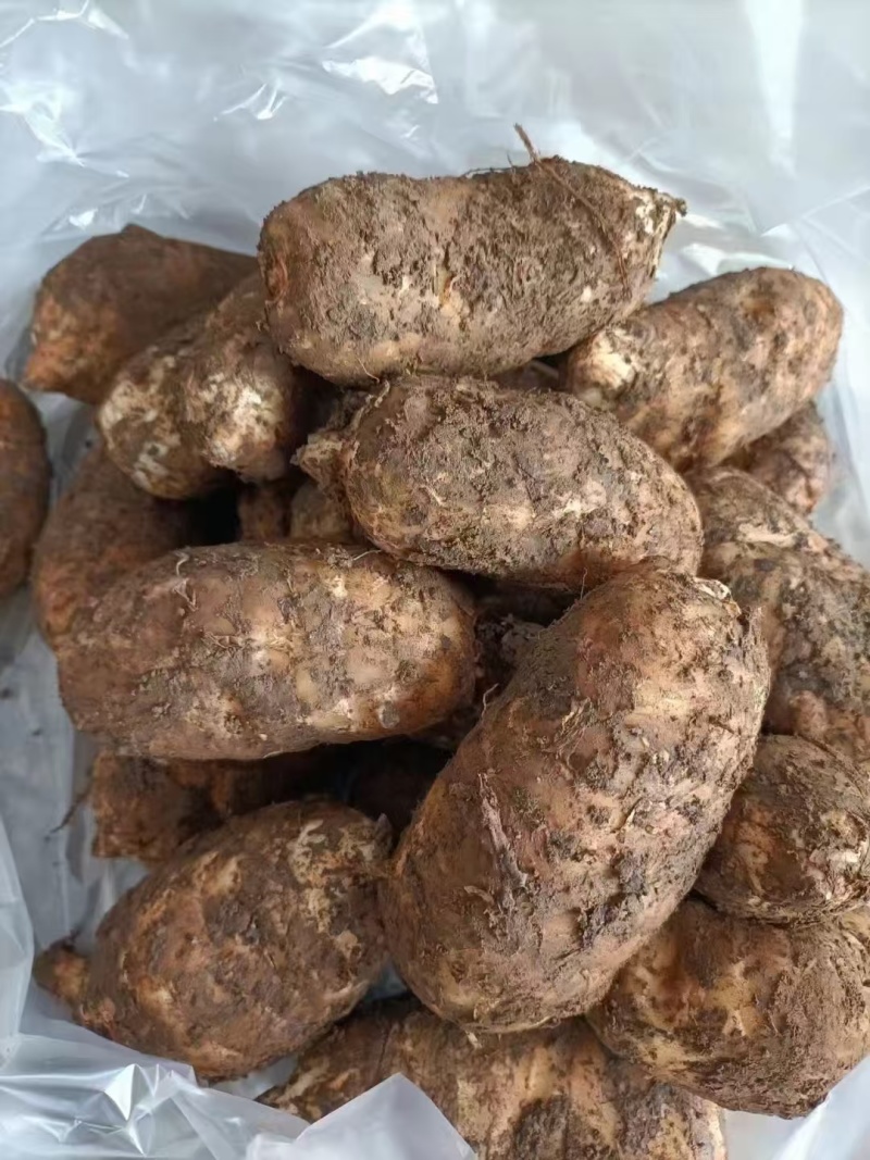 【推荐】云南天麻/鲜货产地直发/视频看货/欢迎咨询