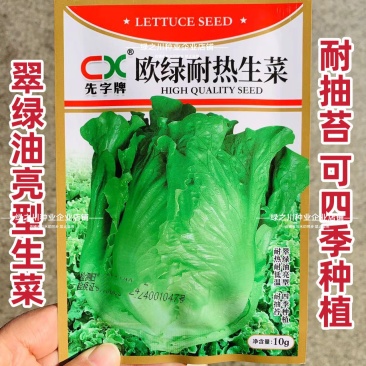 欧绿耐热生菜种子无苦味耐抽苔四季半结球生菜种子耐寒