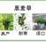 新西兰进口多年生黑麦草种子牧草绿化护坡均可播种芽率95%