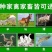 新西兰进口多年生黑麦草种子牧草绿化护坡均可播种芽率95%