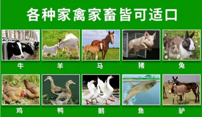 新西兰进口多年生黑麦草种子牧草绿化护坡均可播种芽率95%