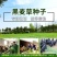 新西兰进口多年生黑麦草种子牧草绿化护坡均可播种芽率95%