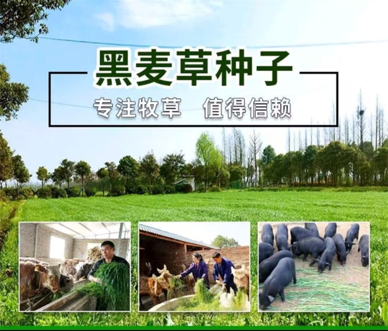 新西兰进口多年生黑麦草种子牧草绿化护坡均可播种芽率95%