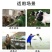 新西兰进口多年生黑麦草种子牧草绿化护坡均可播种芽率95%