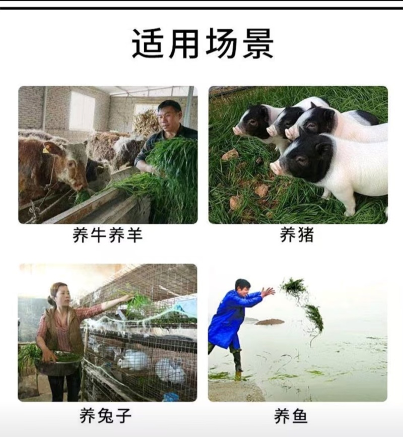 新西兰进口多年生黑麦草种子牧草绿化护坡均可播种芽率95%