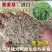 新西兰进口多年生黑麦草种子牧草绿化护坡均可播种芽率95%