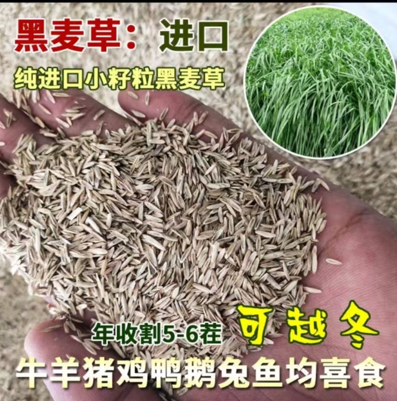 新西兰进口多年生黑麦草种子牧草绿化护坡均可播种芽率95%