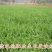 新西兰进口多年生黑麦草种子牧草绿化护坡均可播种芽率95%