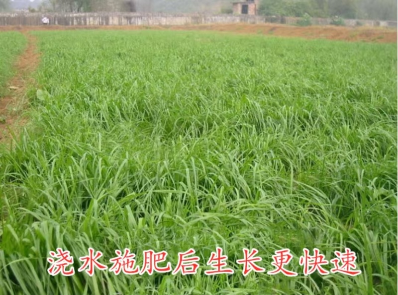 新西兰进口多年生黑麦草种子牧草绿化护坡均可播种芽率95%