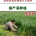 新西兰进口多年生黑麦草种子牧草绿化护坡均可播种芽率95%