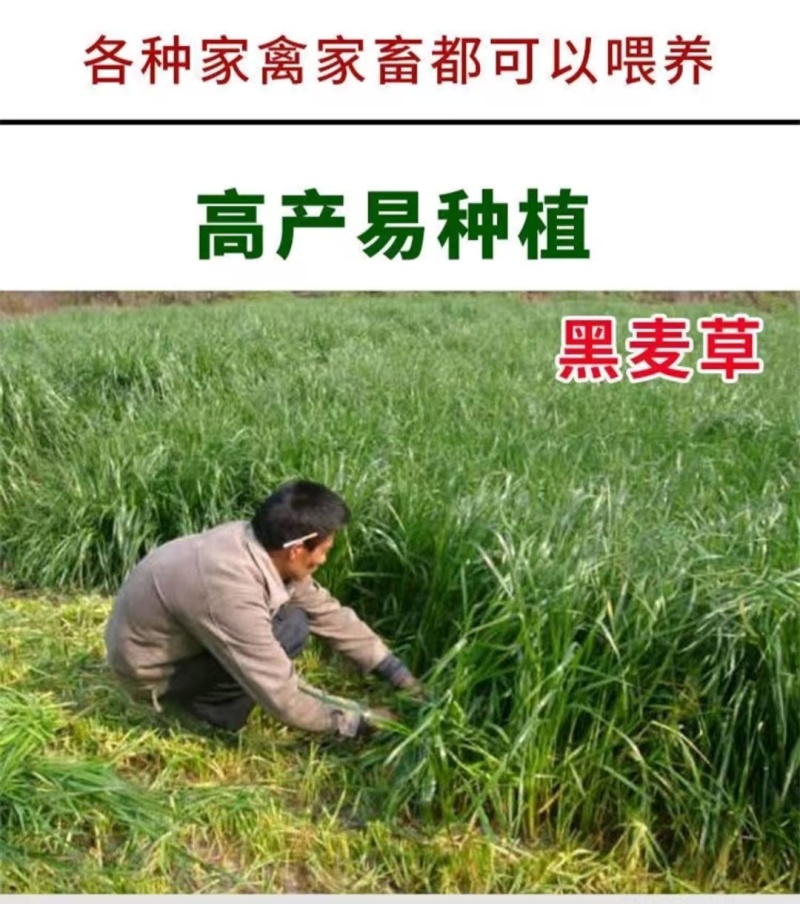 新西兰进口多年生黑麦草种子牧草绿化护坡均可播种芽率95%