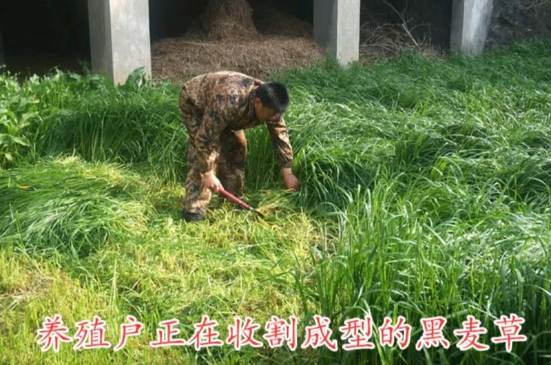 新西兰进口多年生黑麦草种子牧草绿化护坡均可播种芽率95%