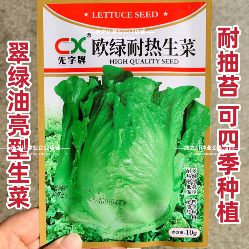 欧绿耐热生菜种子无苦味耐抽苔四季半结球生菜种子耐寒
