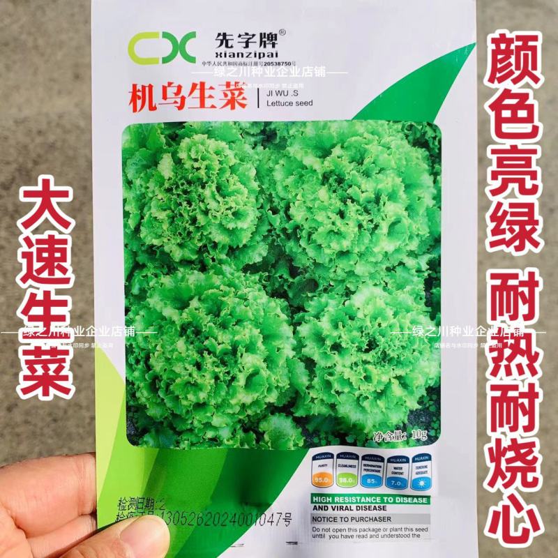 高产速生生菜种子大速生菜种籽四季种植盆栽生吃耐热沙拉蔬菜