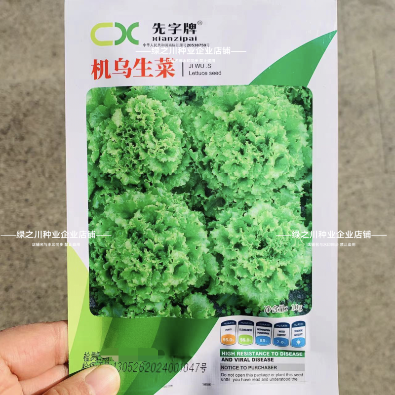 高产速生生菜种子大速生菜种籽四季种植盆栽生吃耐热沙拉蔬菜
