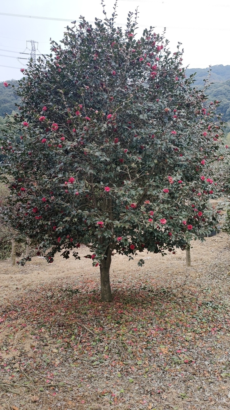 茶梅