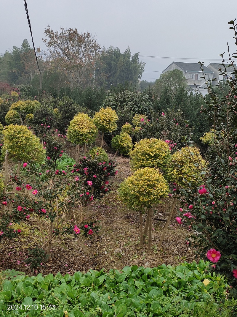 茶梅
