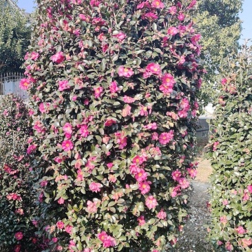 茶梅