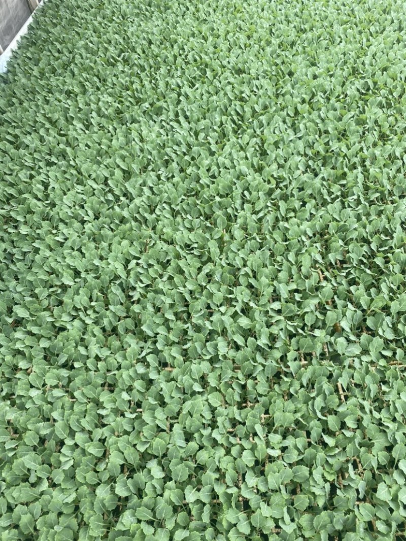 圆包甘蓝苗包菜苗耐寒成活率高价格实惠欢迎联系