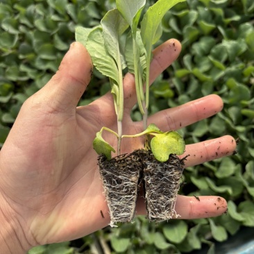 牛心甘蓝苗常年供应蔬菜苗品种多根系发达欢迎联系