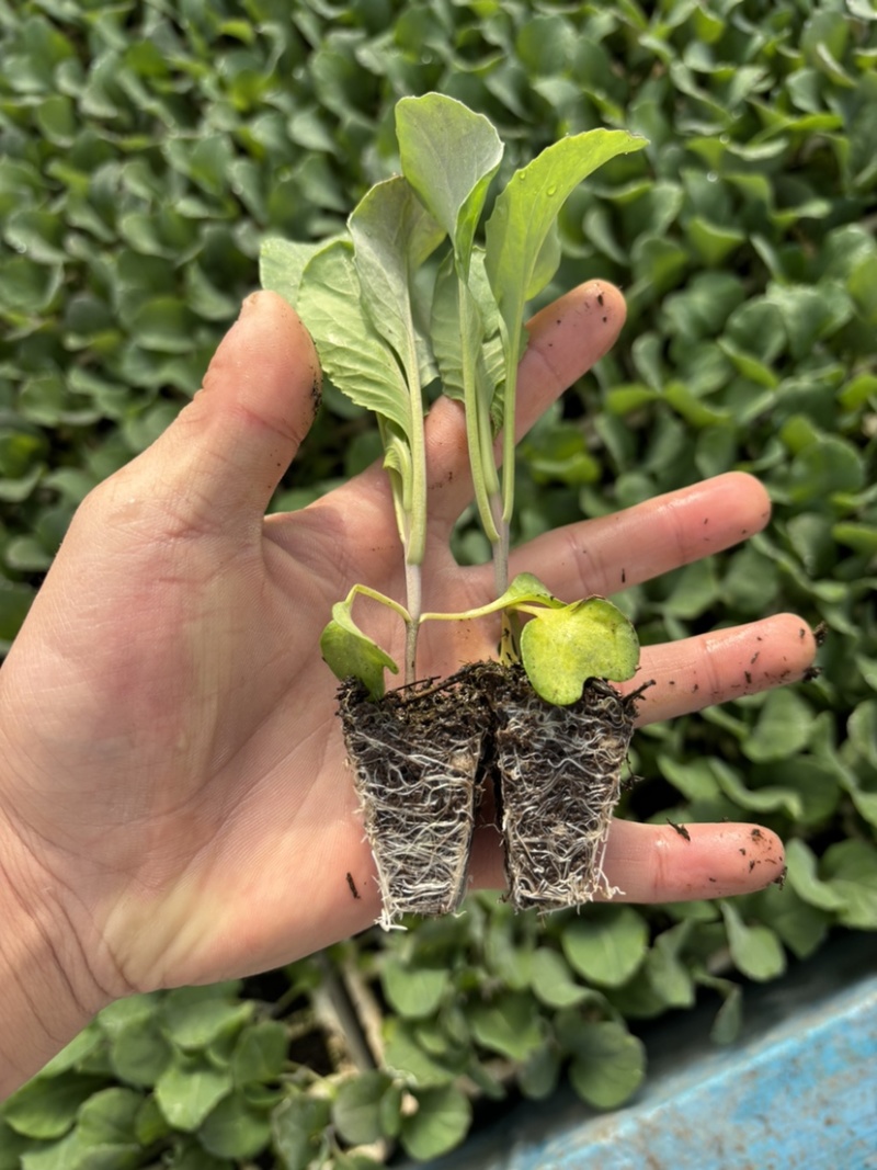 牛心甘蓝苗常年供应蔬菜苗品种多根系发达欢迎联系