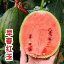 《推荐》安徽砀山早春红玉西瓜，品质保证全国代发。