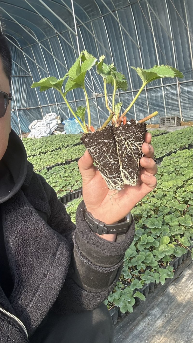 越王草莓苗越王草莓苗更早熟果皮颜色亮口感纯甜